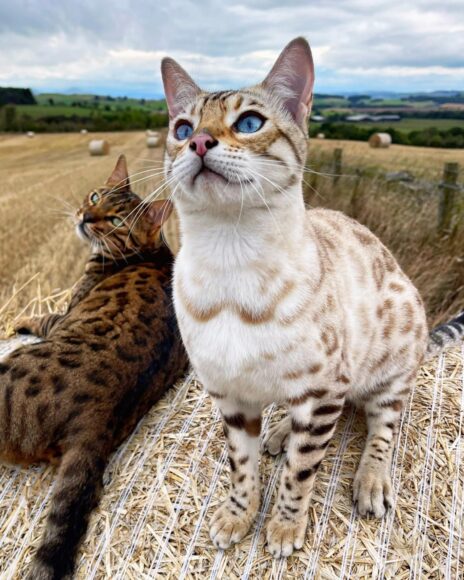 hình mèo bengal cổ điển bên cạnh giống bengal tuyết