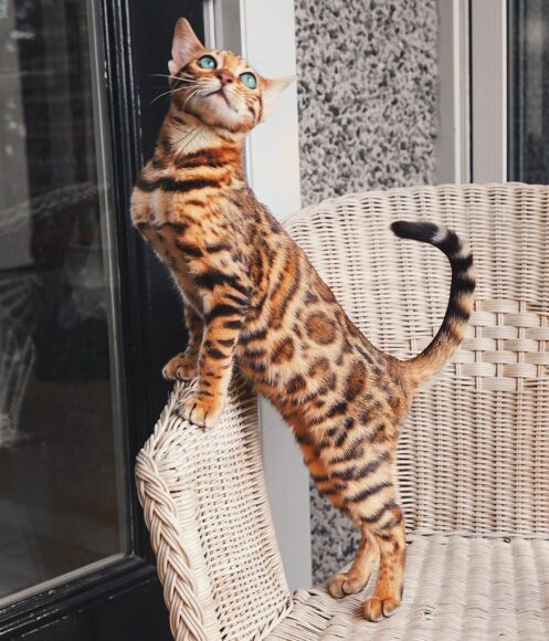 hình mèo bengal duỗi lưng trên ghế