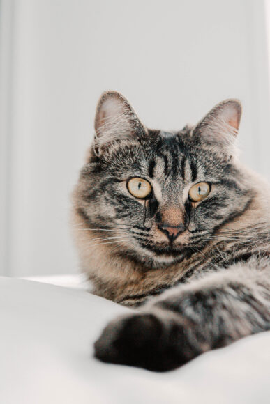 hình mèo khóc bá đạo