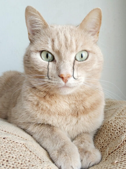 hình mèo khóc cực xinh