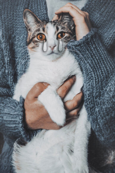 hình mèo khóc đáng yêu