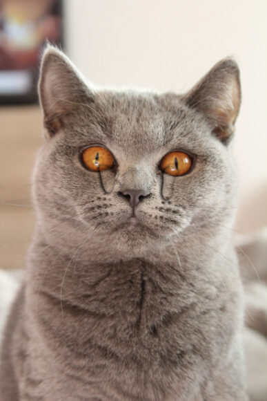 hình mèo khóc dễ thương