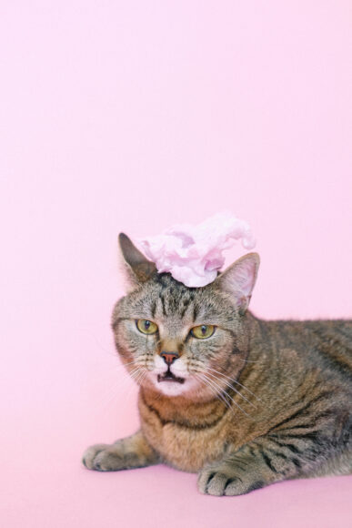 hình mèo khóc đội mũ hồng