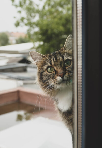 hình mèo khóc sau cửa