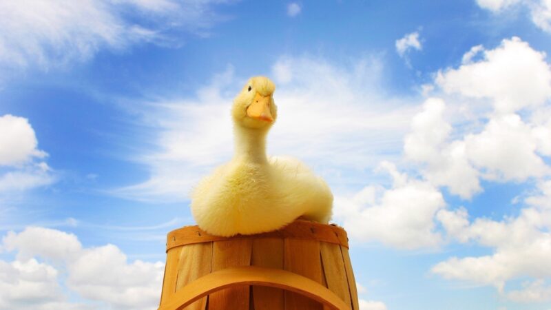 hình nền vịt vàng trong chậu nước