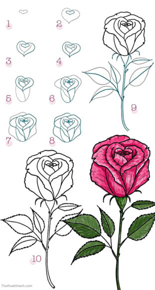 Cách vẽ bông hoa Hồng theo 10 bước chi tiết