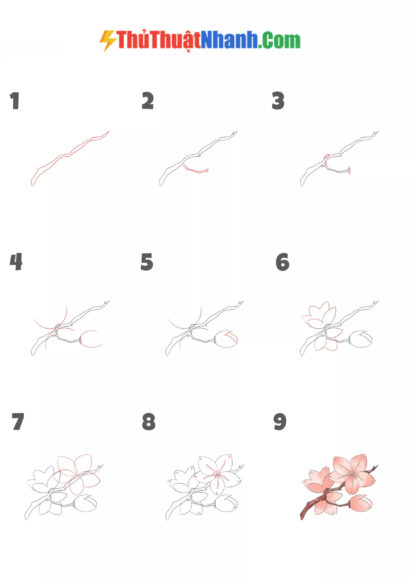 Cách vẽ hoa Anh Đào theo từng bước