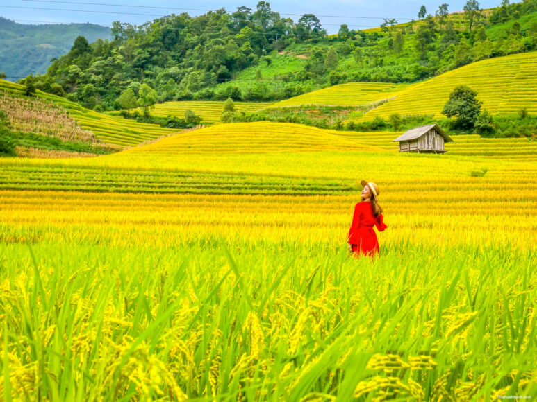Hình ảnh cánh đồng lúa chín