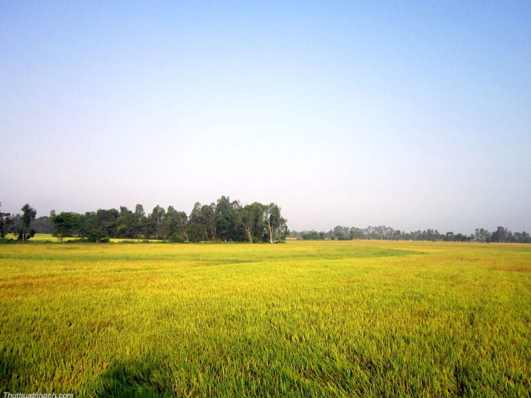 Hình ảnh cánh đồng lúa chín đẹp