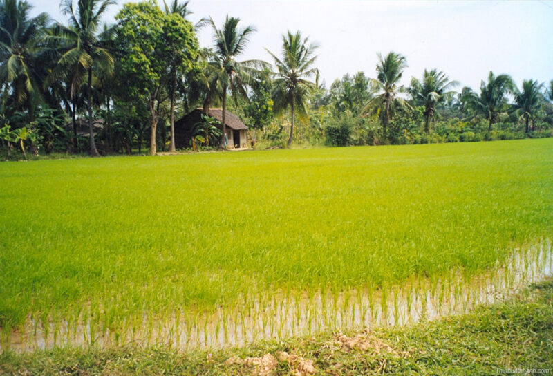 Hình ảnh cánh đồng lúa quê hương