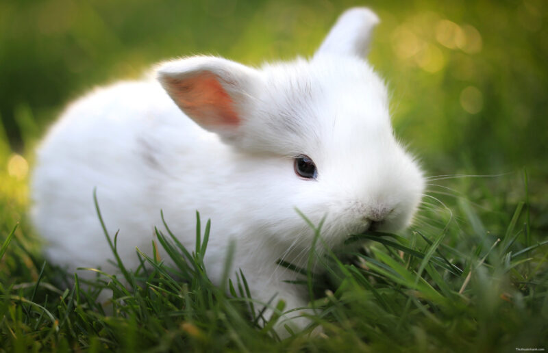 Chú thỏ trắng nhỏ dễ thương đang gặm cỏ