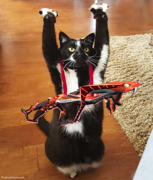 Hình ảnh Mèo FF dơ tay đầu hàng