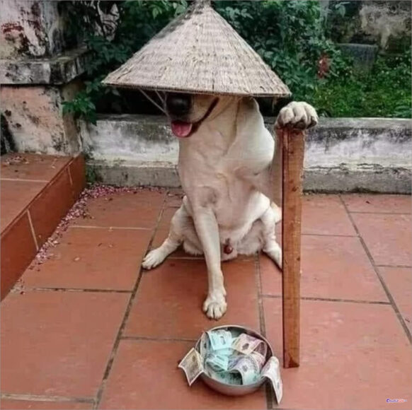 ảnh ăn xin hài hước chó đội nón lá