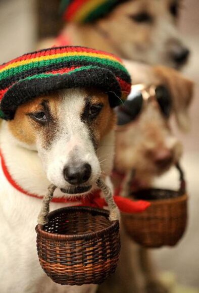 ảnh ăn xin hài hước chú chó ngậm giỏ xin ăn