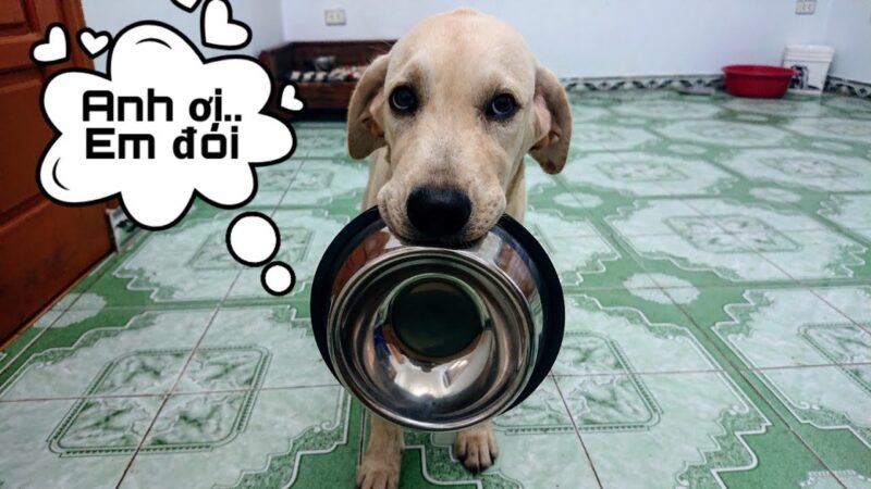 ảnh ăn xin hài hước chú chó ngậm tô xin ăn