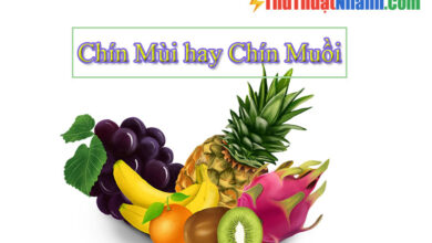 Chín mùi hay chín muồi