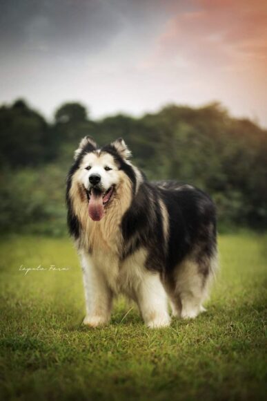 Ảnh Alaska cực xinh