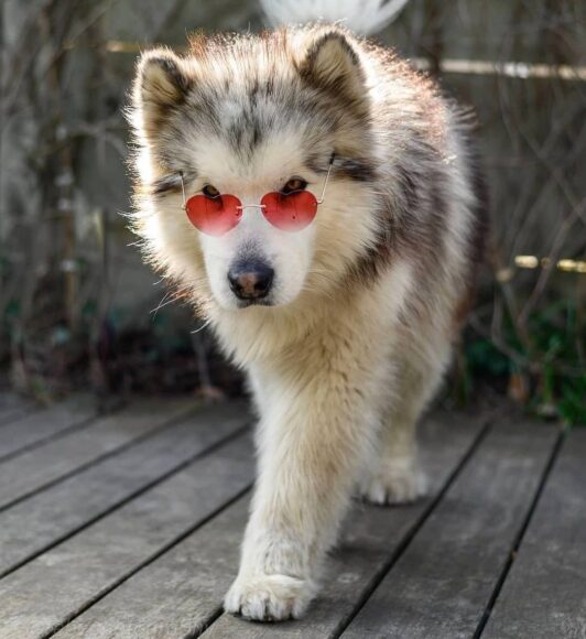 Ảnh Alaska đeo kính