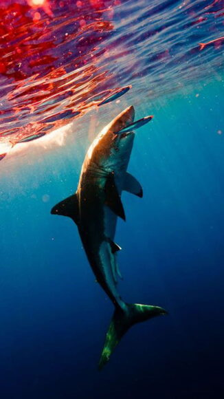 Ảnh cá mập đang ăn cá nhỏ