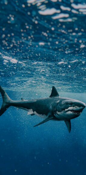 Ảnh cá mập đang bơi ngang