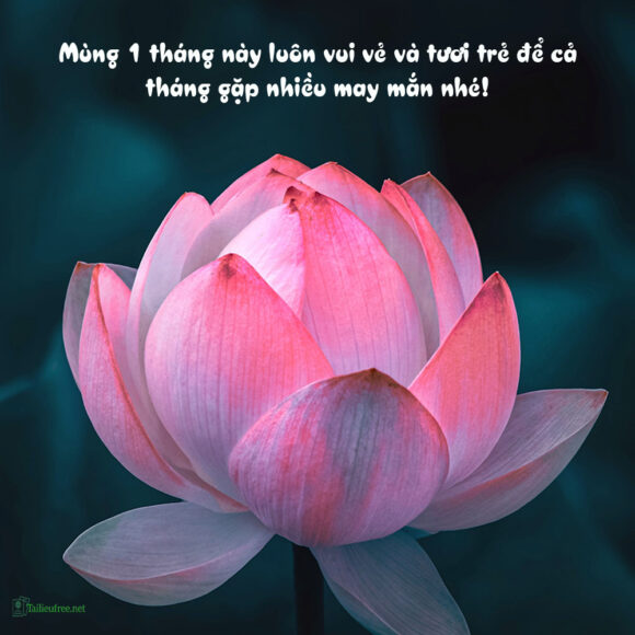 ảnh mùng 1 hoa sen
