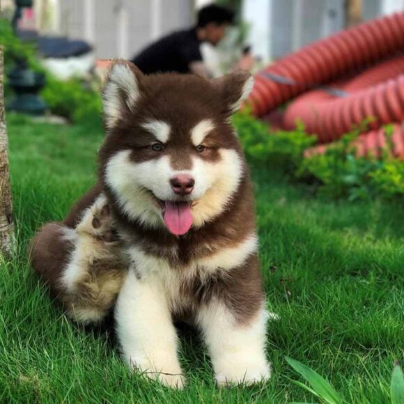 Hình Alaska cún con