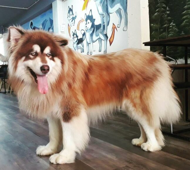 hình Alaska lông mượt