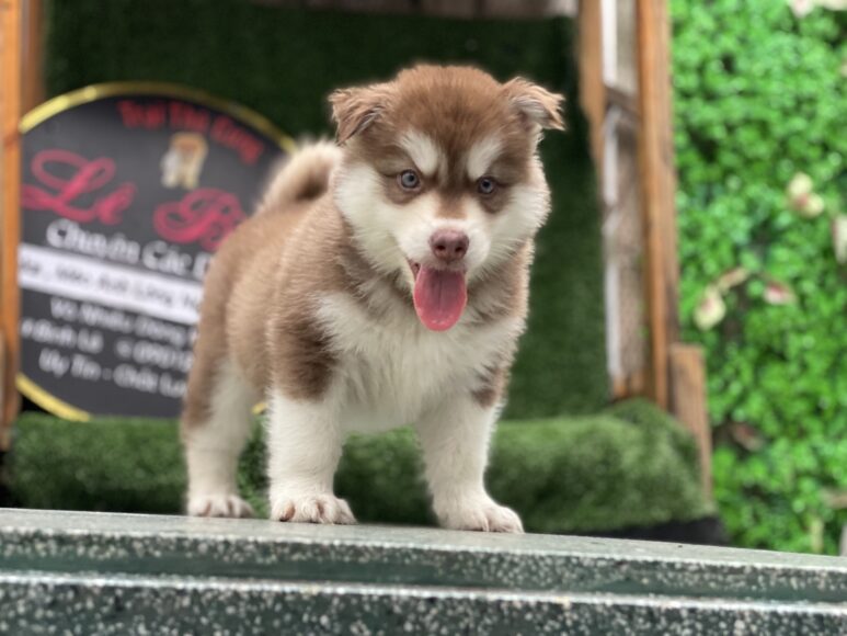 hình Alaska nâu nhỏ