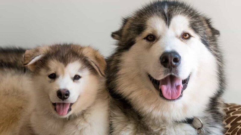 Hình ảnh Alaska ấn tượng