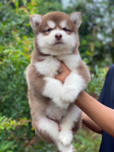 Hình ảnh Alaska chó con
