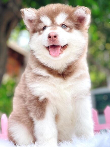 Hình ảnh Alaska cute