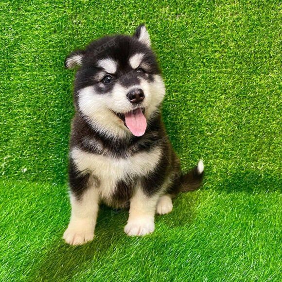 Hình ảnh Alaska đen trắng