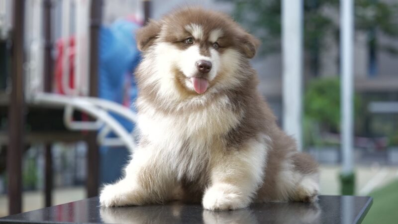 Hình ảnh Alaska khổng lồ