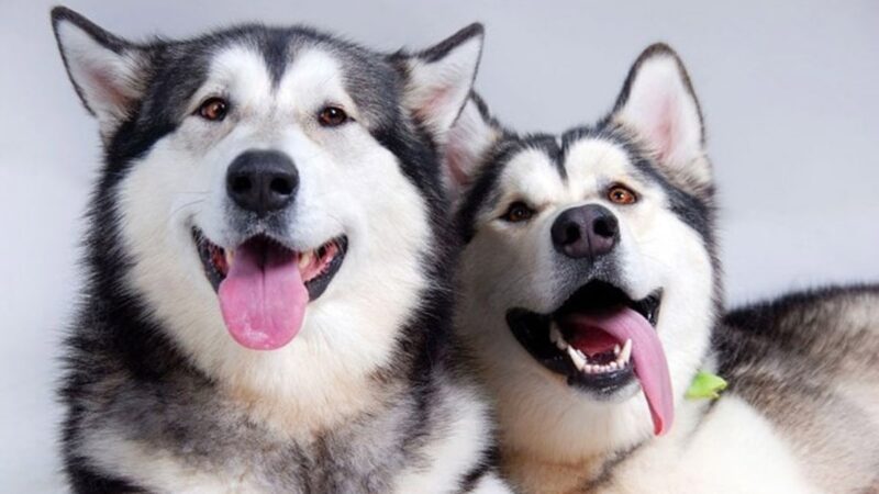 Hình ảnh Alaska le lưỡi