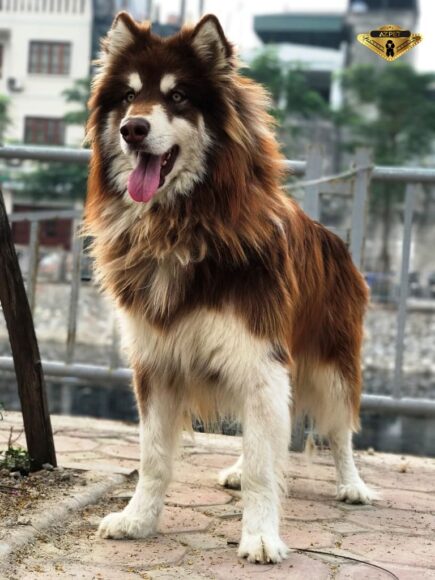 Hình ảnh Alaska màu nâu