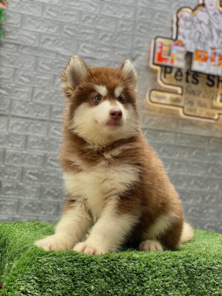 Hình ảnh Alaska nhỏ xinh