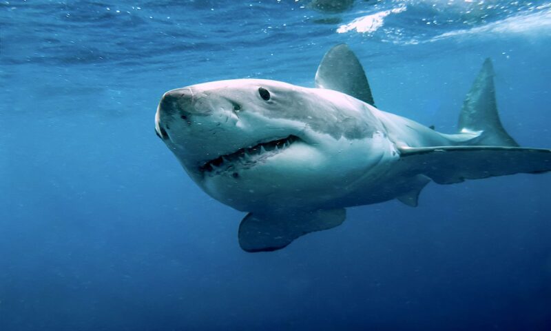 Hình ảnh cá mập bơi lội tung tăng