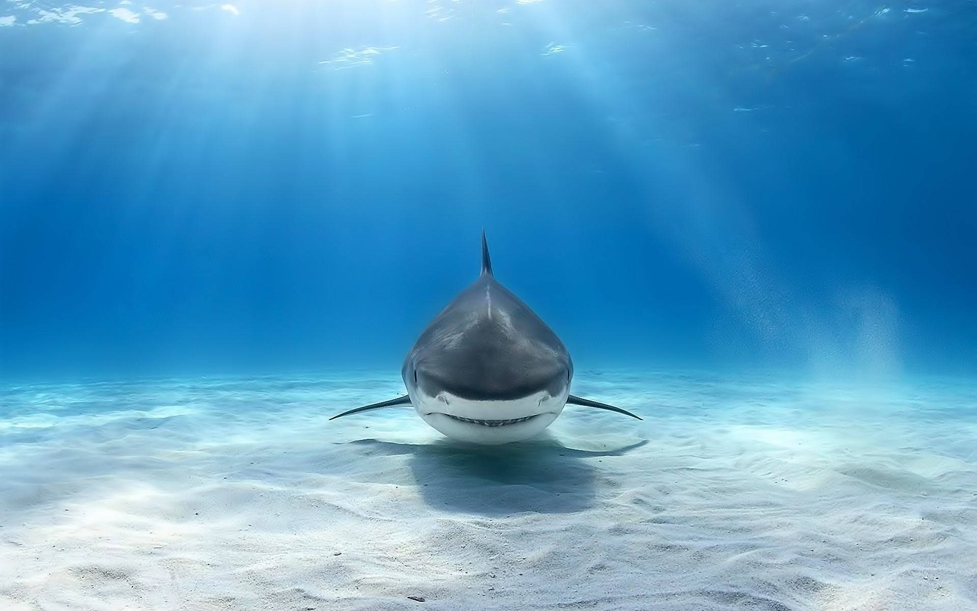 Top 9 bộ phim kinh dị hay về cá mập gay cấn đến thót tim