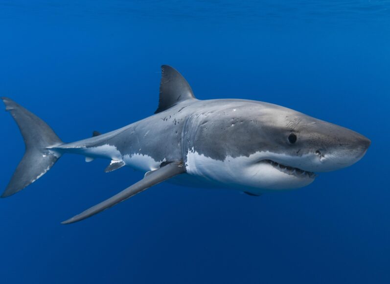 Hình ảnh cá mập góc chụp ngang