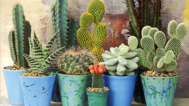 Hình ảnh cây xương rồng