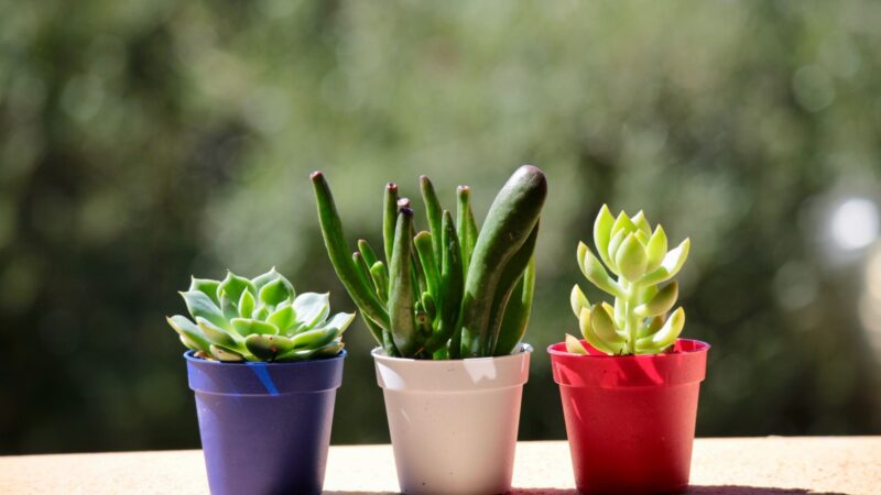 Hình ảnh cây xương rồng đang tắm nắng