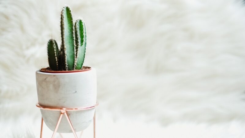 Hình ảnh cây xương rồng đặt trên giá