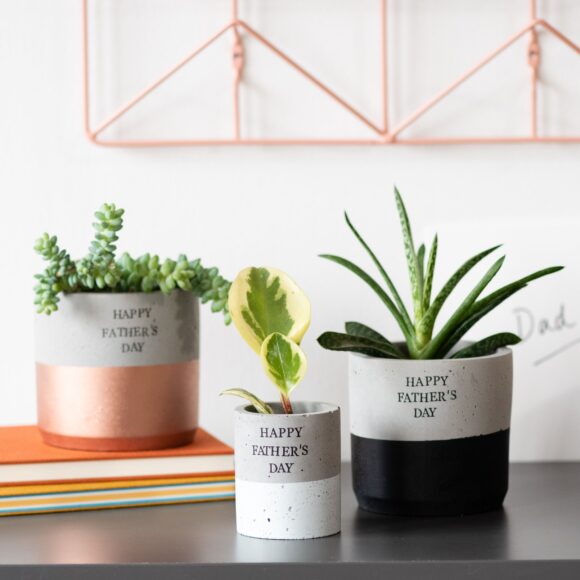 Hình ảnh cây xương rồng dùng để tặng bố