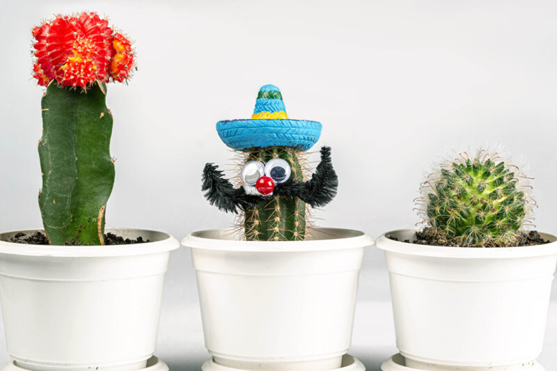 Hình ảnh cây xương rồng và phụ kiện trang trí