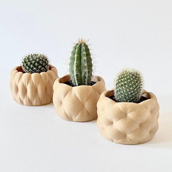 Hình ảnh cây xương rồng xếp thẳng hàng