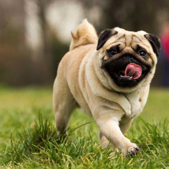 hình ảnh chó mặt xệ cute