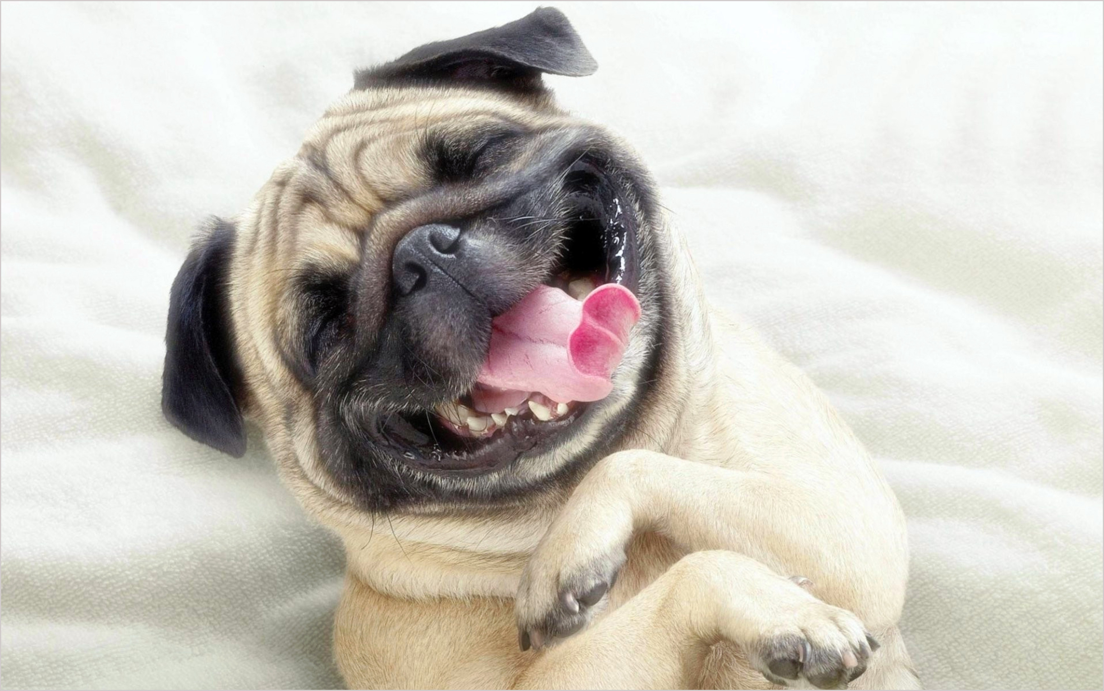 Hình ảnh chó mặt xệ: Hình ảnh chó mặt xệ sẽ khiến bạn không khỏi bất ngờ và ngạc nhiên trước vẻ độc đáo của chúng. Dù nhìn từ nhiều góc độ khác nhau, chó mặt xệ vẫn luôn mang đến sự đáng yêu và tuyệt vời. Cùng xem thôi và tận hưởng niềm vui nhé!