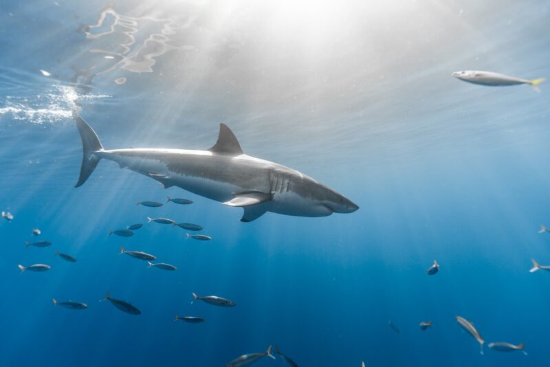 Hình cá mập đang bơi cùng đàn cá nhỏ