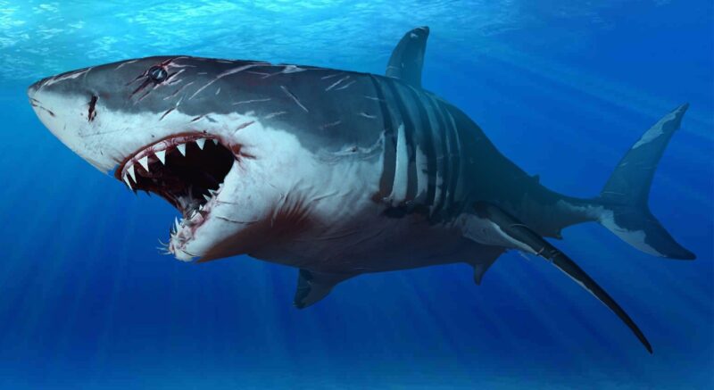 Hình cá mập há miệng mắt mở to hung dữ