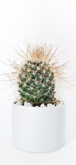 Hình cây xương rồng có gai dài